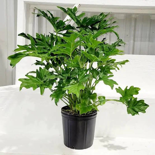 Philodendron Lickety Split