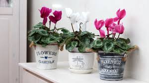 Cyclamen