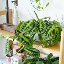 Prayer Plant