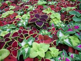Coleus