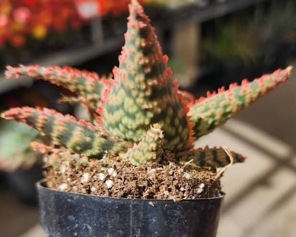 Aloe Hybrid 6”