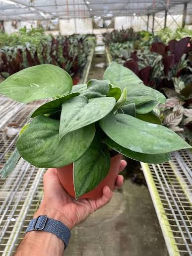 Picta Jade Satin Pothos