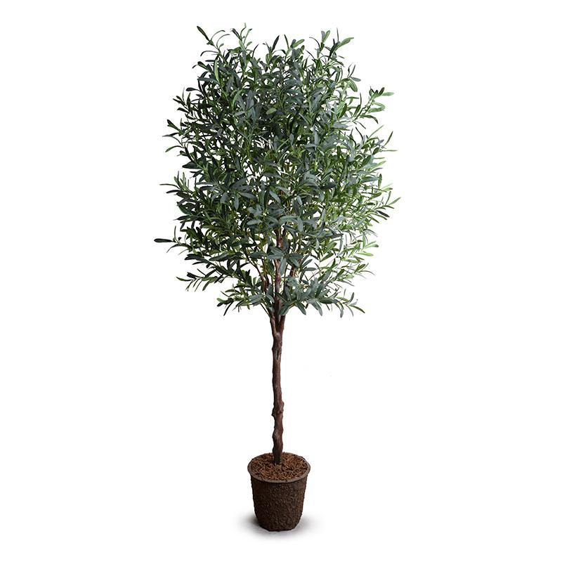 Olive tree