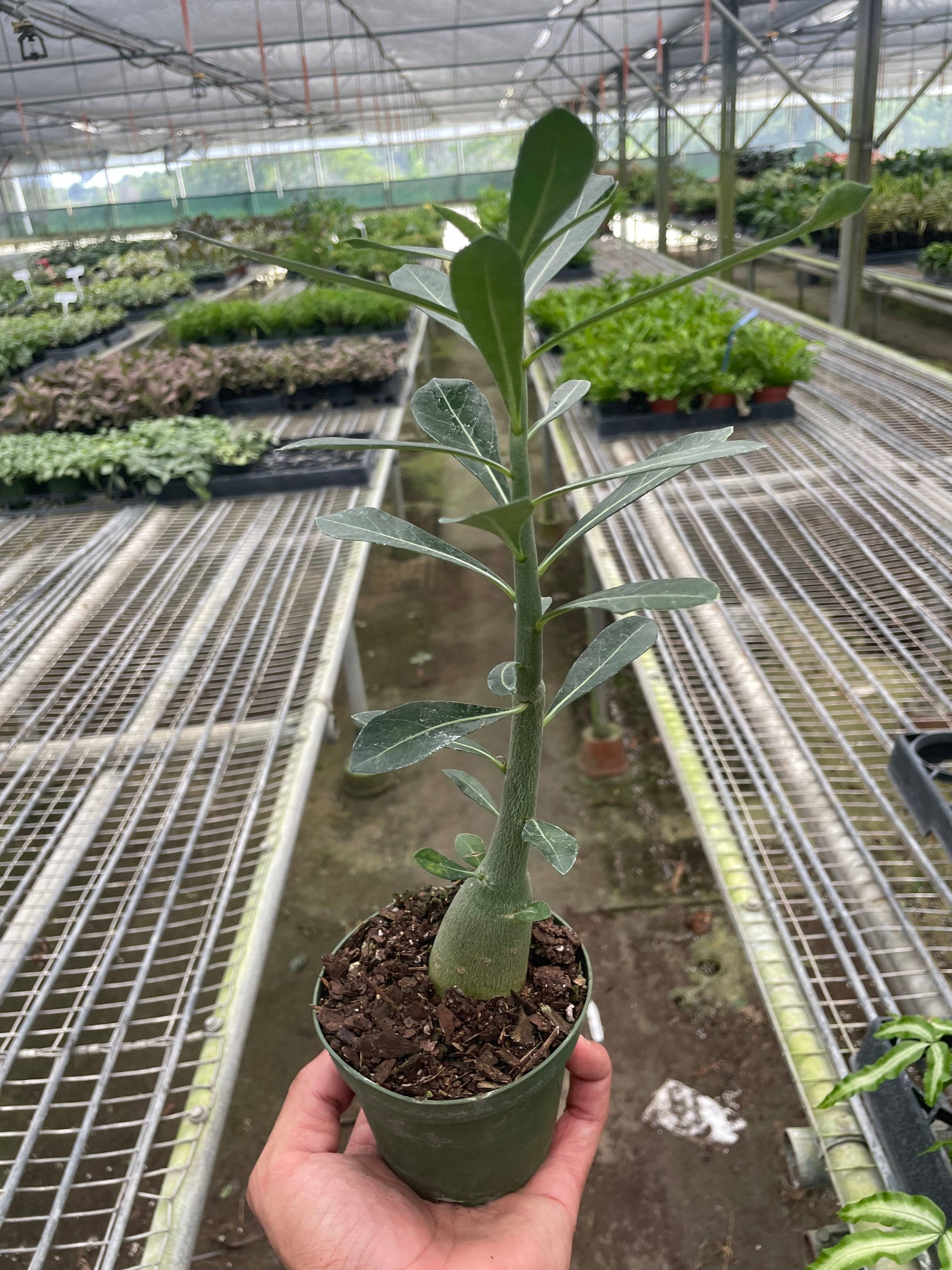 Adenium Obesum 'Desert Rose' - 4" Pot