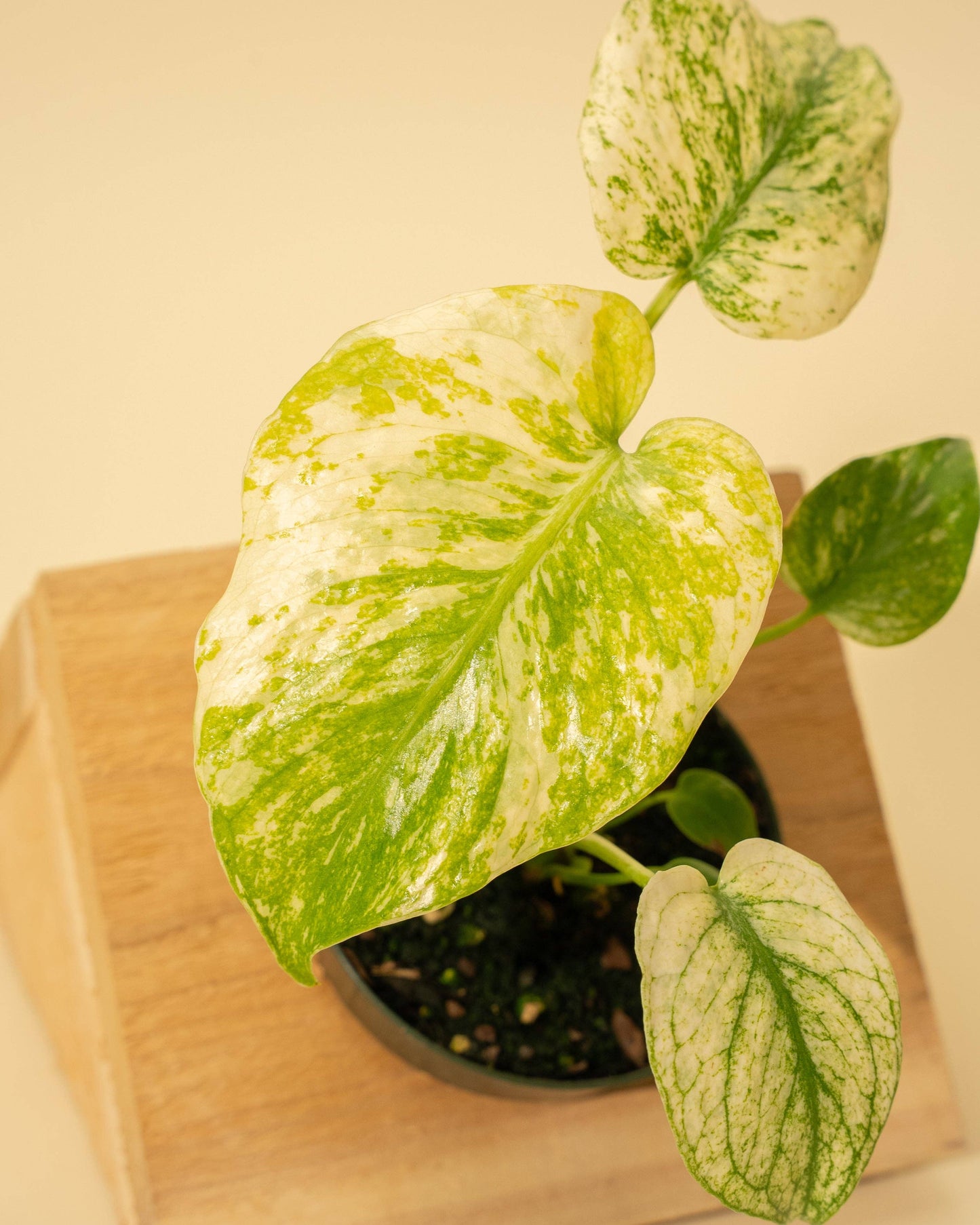 3.5" Monstera 'Mint'