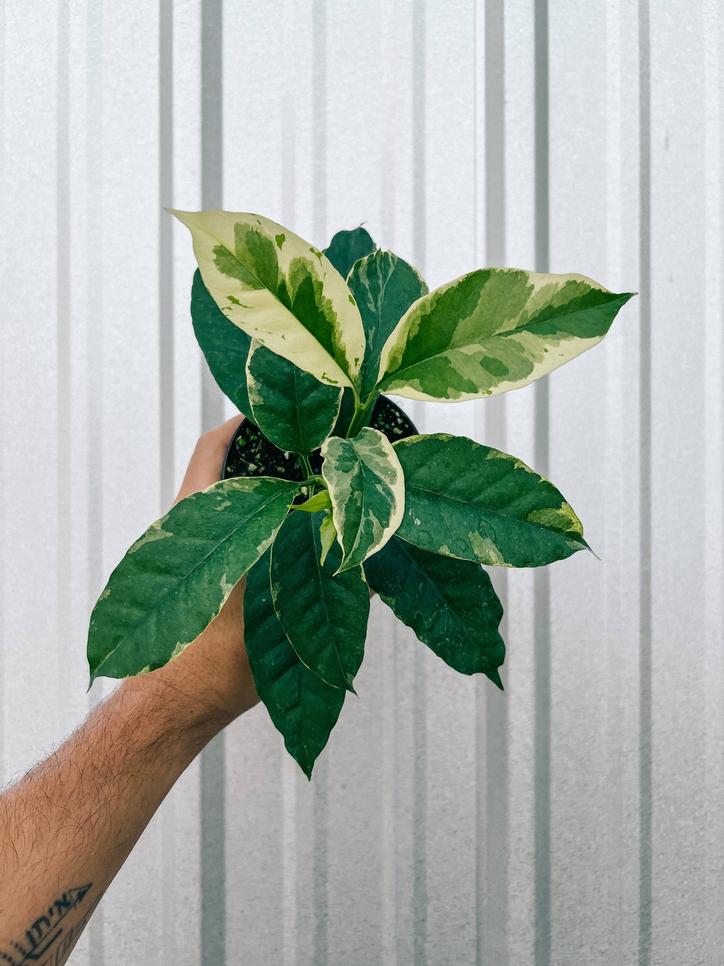 4" Variegated Hoya 'Multiflora' (Shooting Star Hoya)