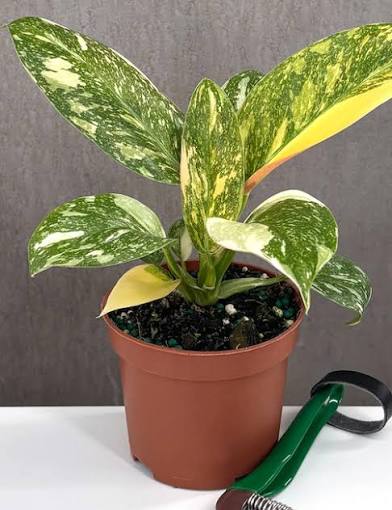 Philodendron Congo Green Constellation