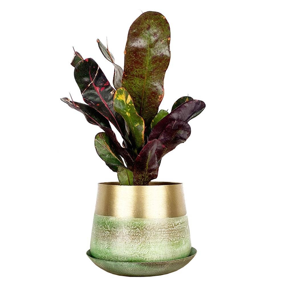 Metal Two Tone Pot - Joe Drainage 3.5-5in 8 Colors
