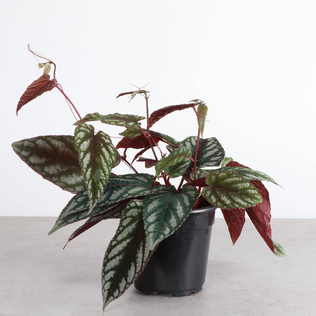 Cissus Discolor - Rex Begonia Vine - Live Plant