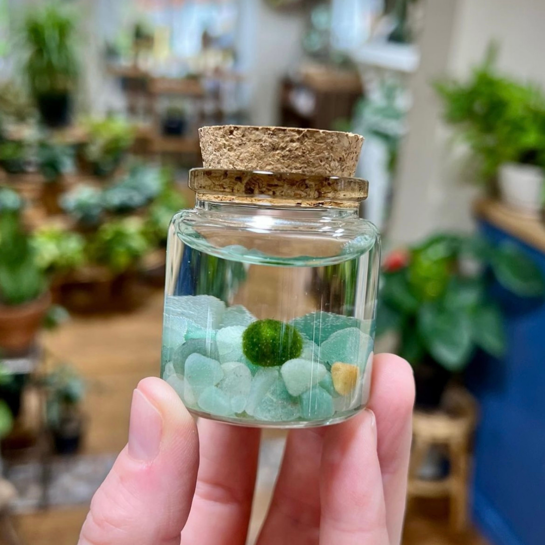 Small Marimo Moss Ball Terrarium with Aventurine Gemstones