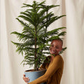 Norfolk Pine