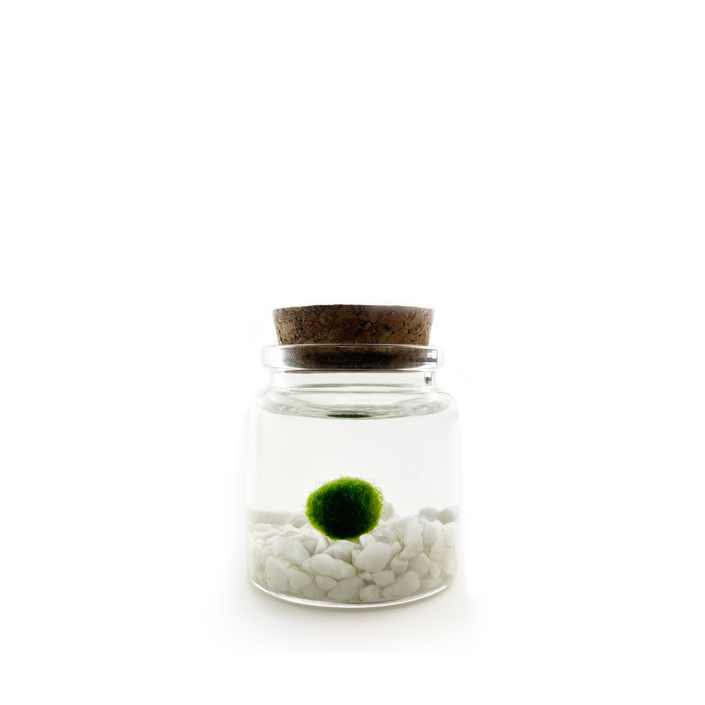 Classic Small Marimo Moss Ball Terrarium