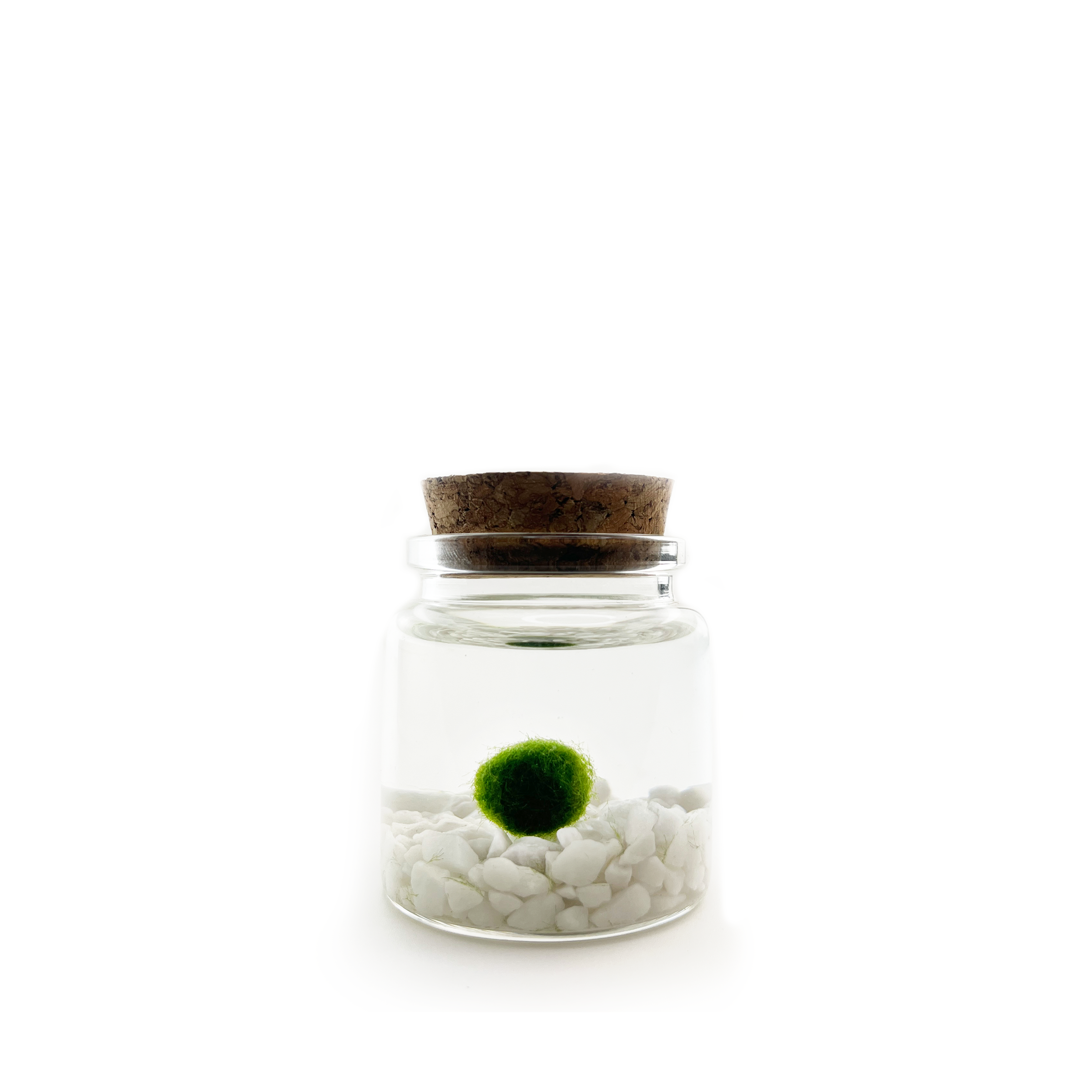 Classic Small Marimo Moss Ball Terrarium