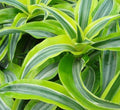Dracaena deremensis 'Lemon Surprise'