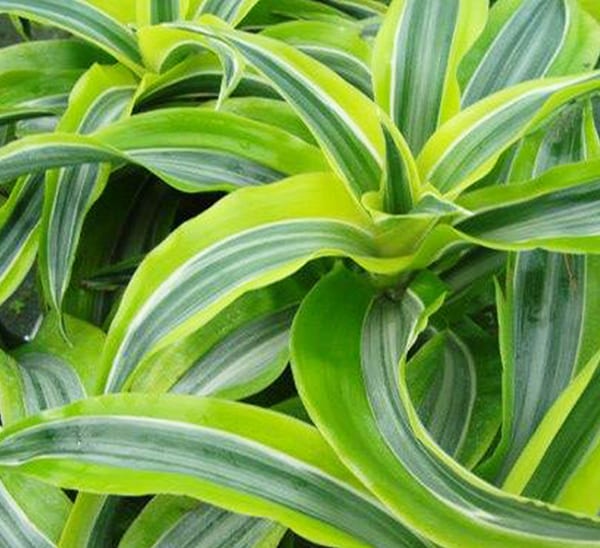 Dracaena deremensis 'Lemon Surprise'