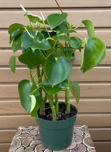 6” Owl Eye Peperomia
