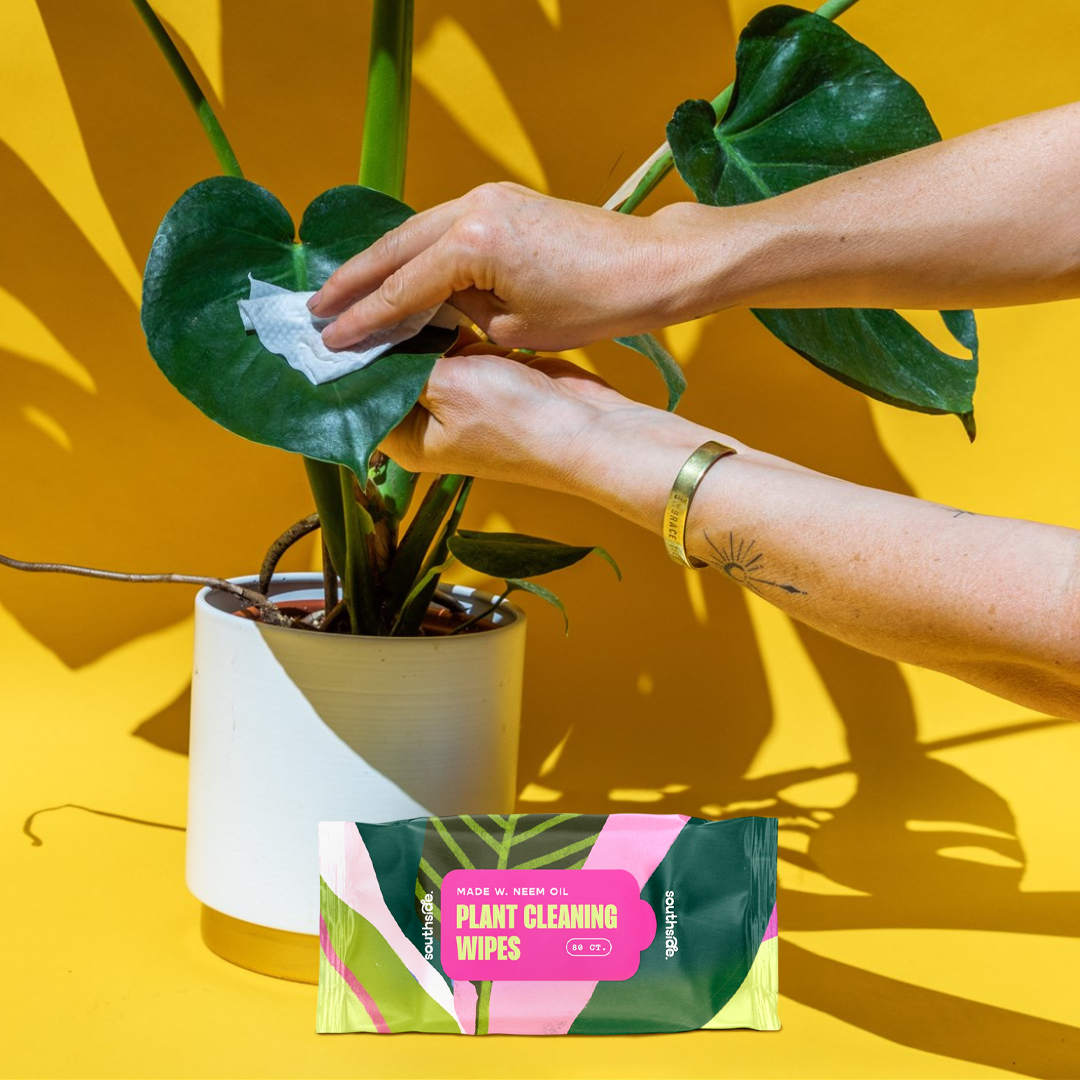 Houseplant Cleaning Wipes