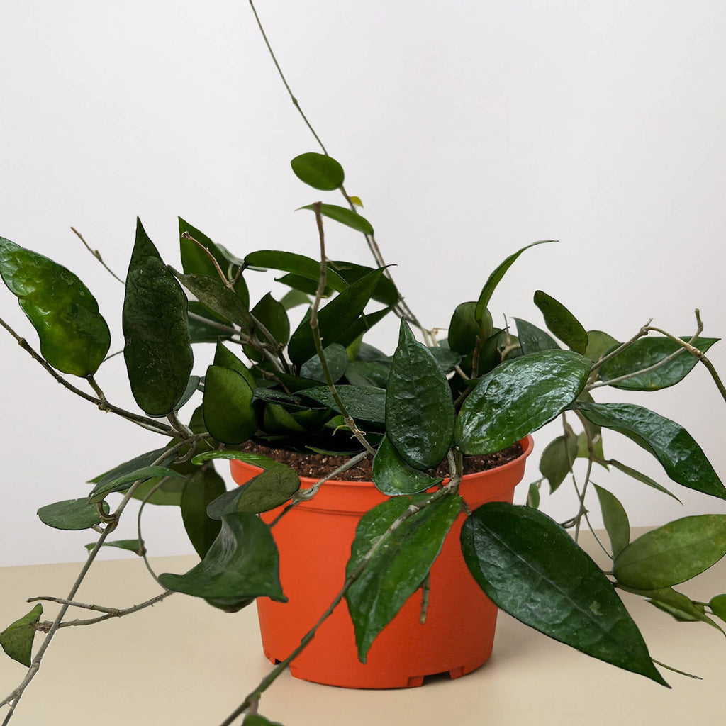 Hoya 'Black Margin' - 6" Pot