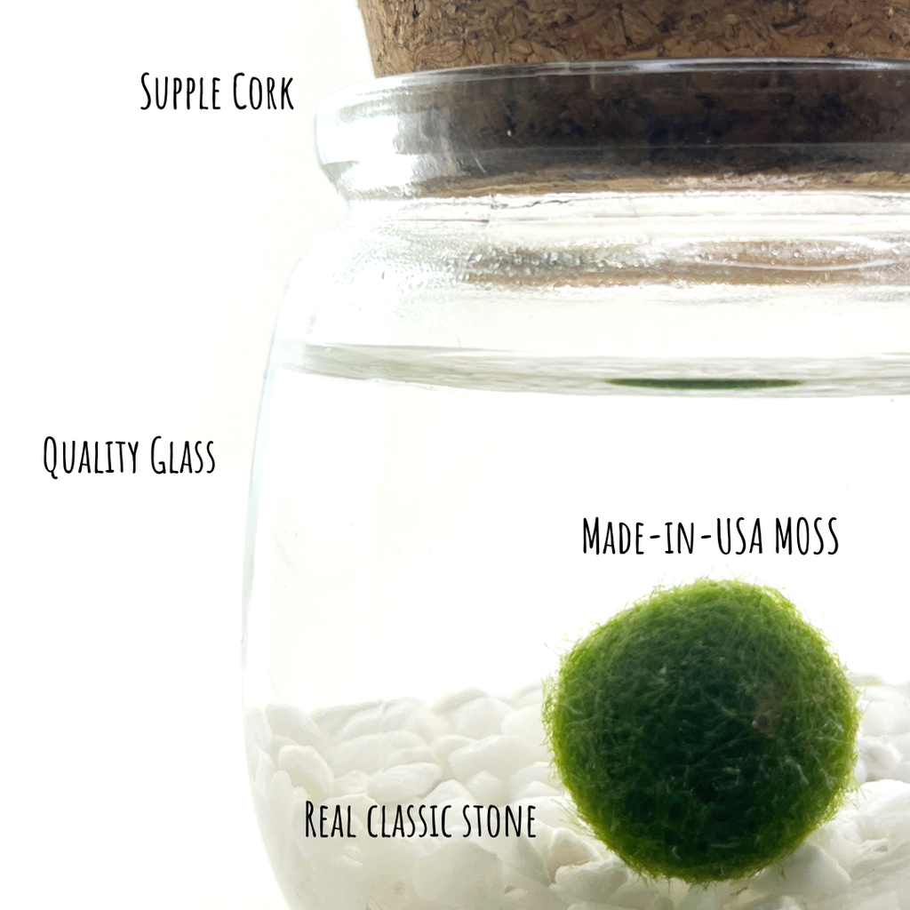 Classic Medium Marimo Moss Ball Terrarium