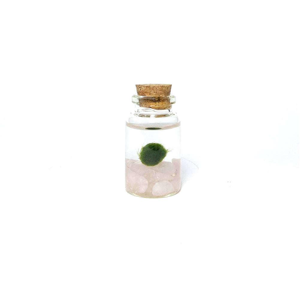 Tiny Marimo Moss Ball Terrarium with Rose Quartz Gemstones