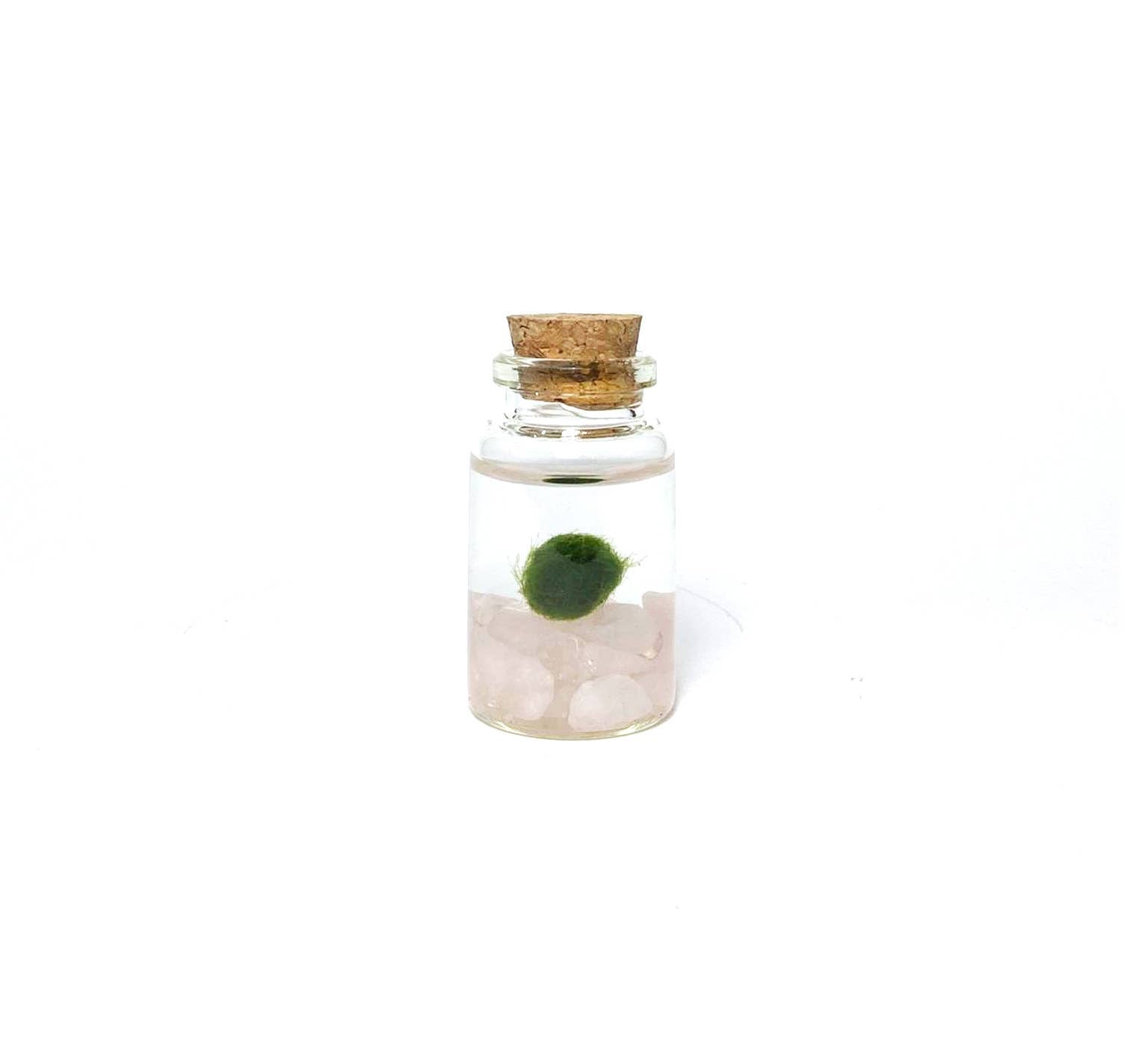 Tiny Marimo Moss Ball Terrarium with Rose Quartz Gemstones