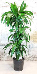 Dracaena Lisa