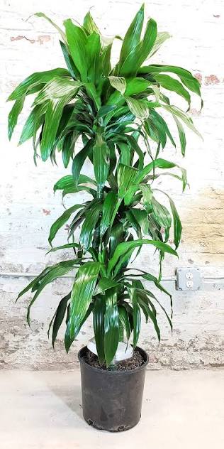 Dracaena Lisa