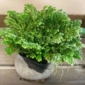 Selaginella