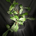Philodendron Better Waterbury