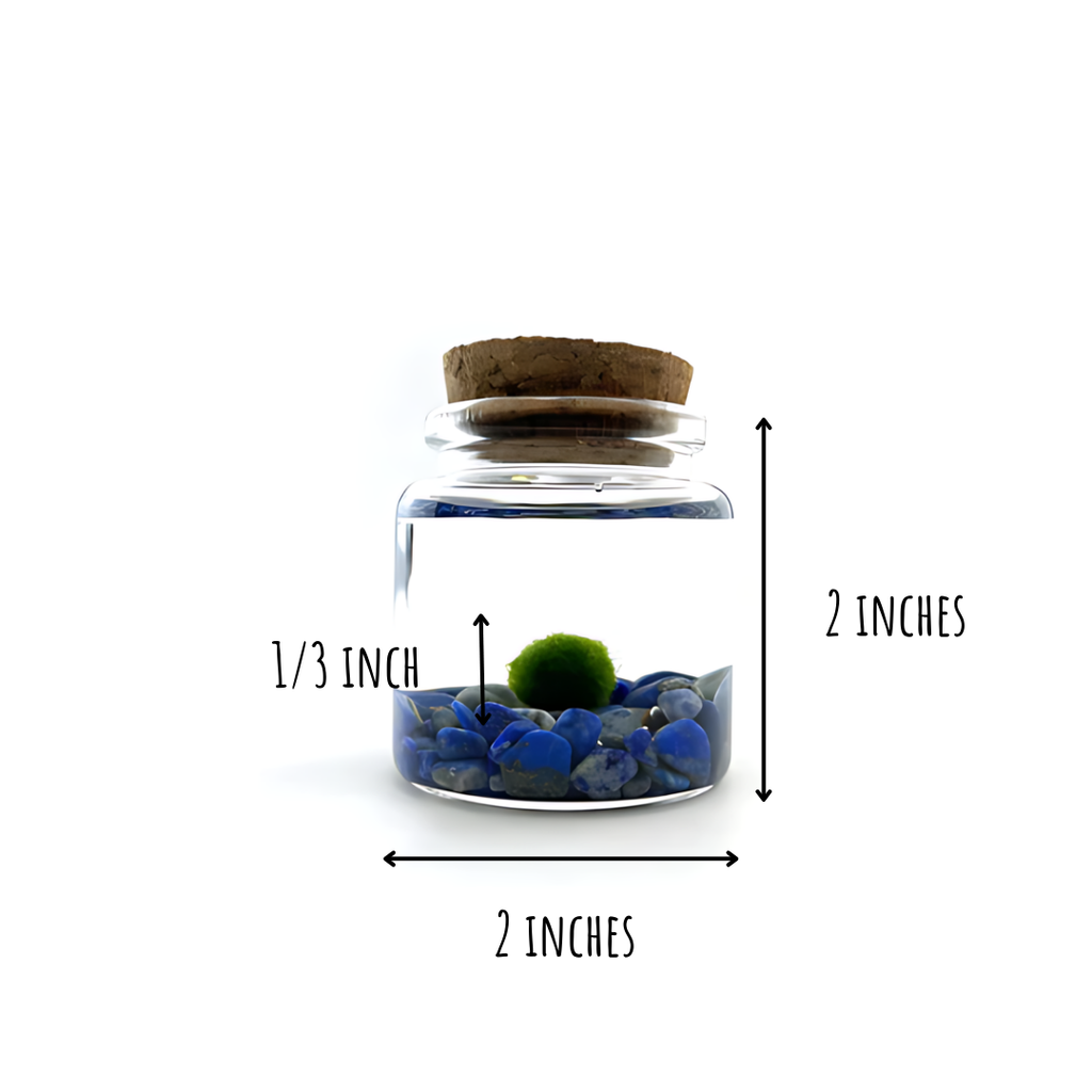 Small Marimo Moss Ball Terrarium with Lapis Lazuli Gemstones