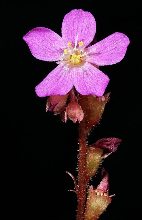Drosera Capensis x Spatulata (Cape Sundew)