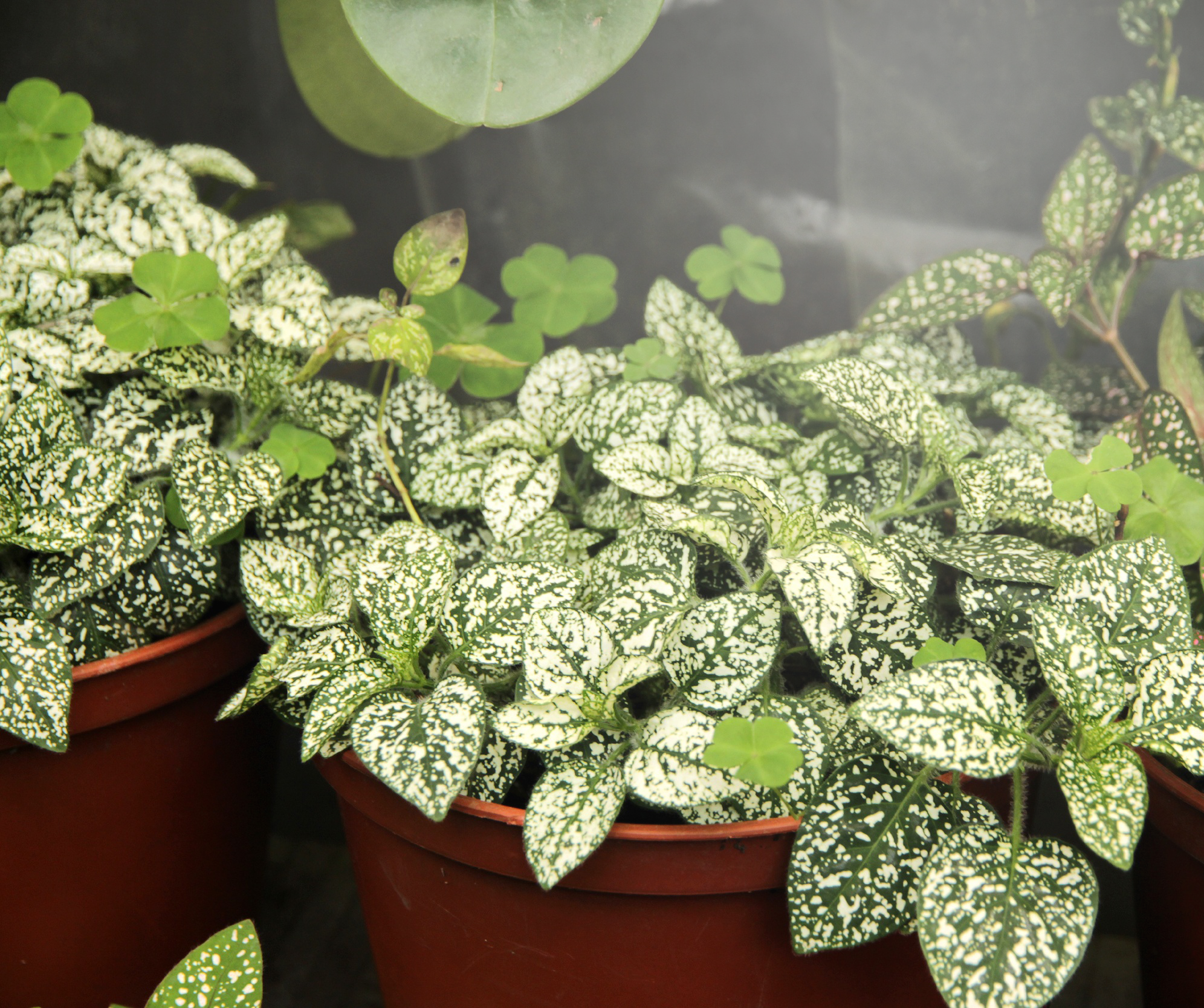 Wide Angle Full Spectrum Daylight Grow Light Replacing 100W