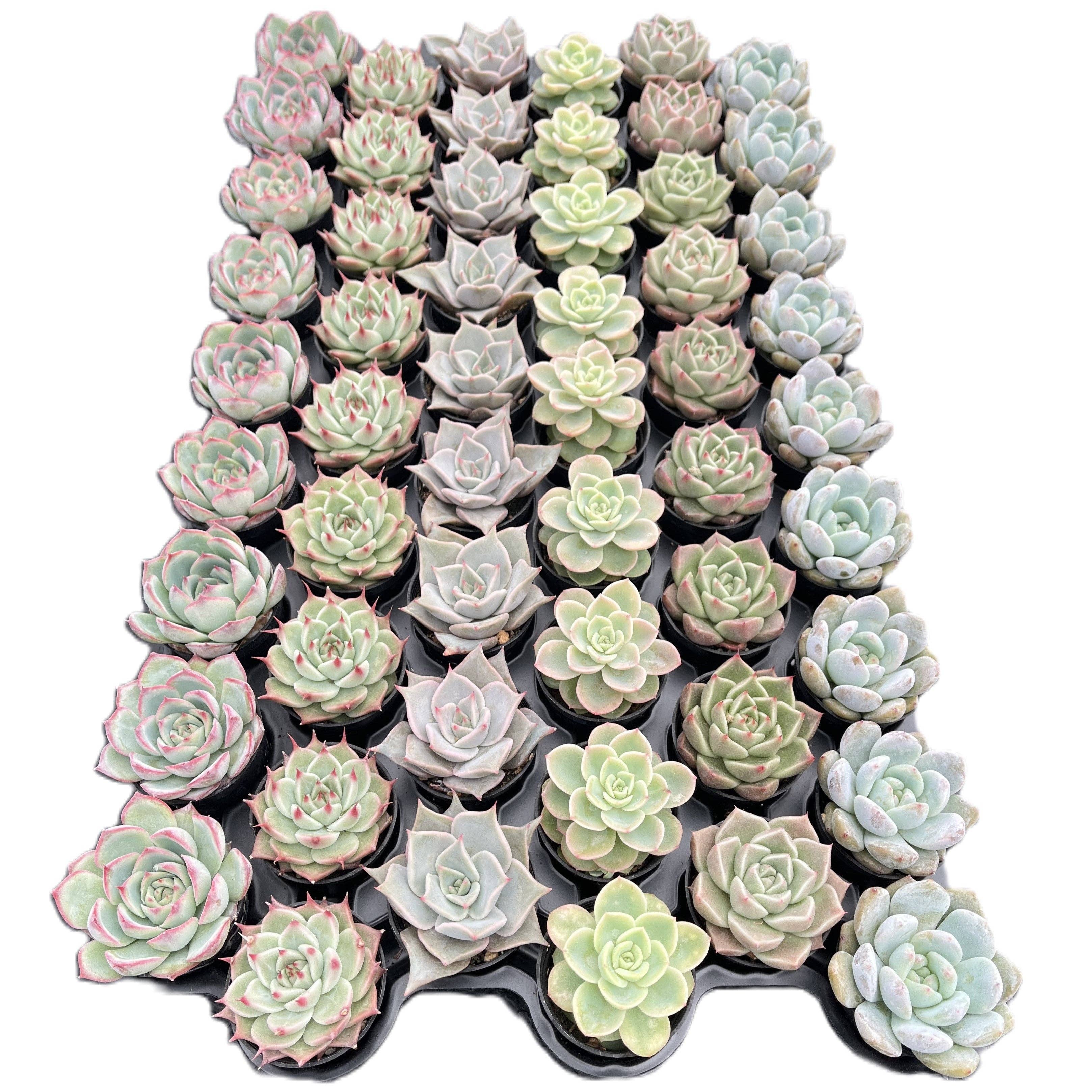 Assorted Rosettes Succulents Bulk 54 Tray - 2in Pot