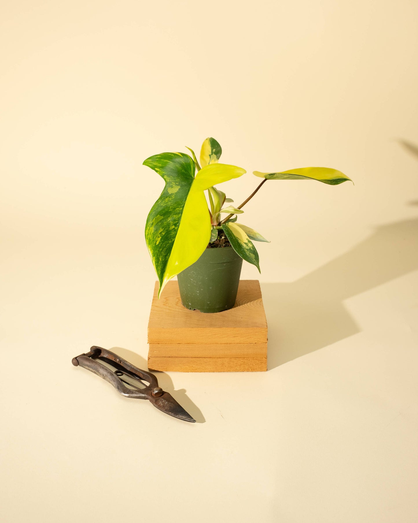 4" Philodendron Florida Beauty 'Sunrise'