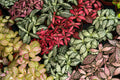 Fittonia