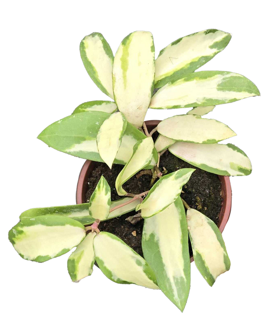 Hoya Acuta 4 inch Grower Pot