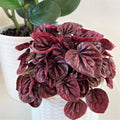 6” Burgundy Ripple Peperomia