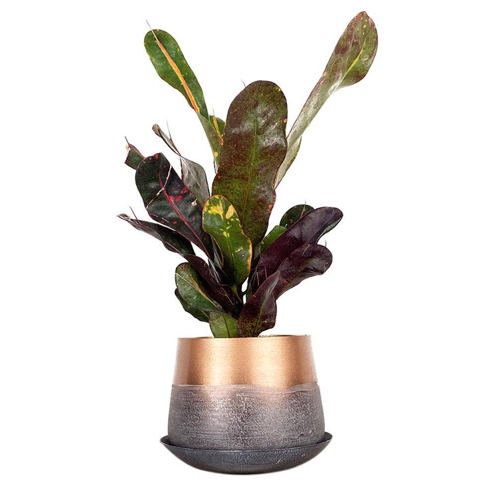 Metal Two Tone Pot - Joe Drainage 3.5-5in 8 Colors