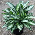 6” Aglaonema Jubilee