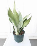 Sansevieria Moonshine