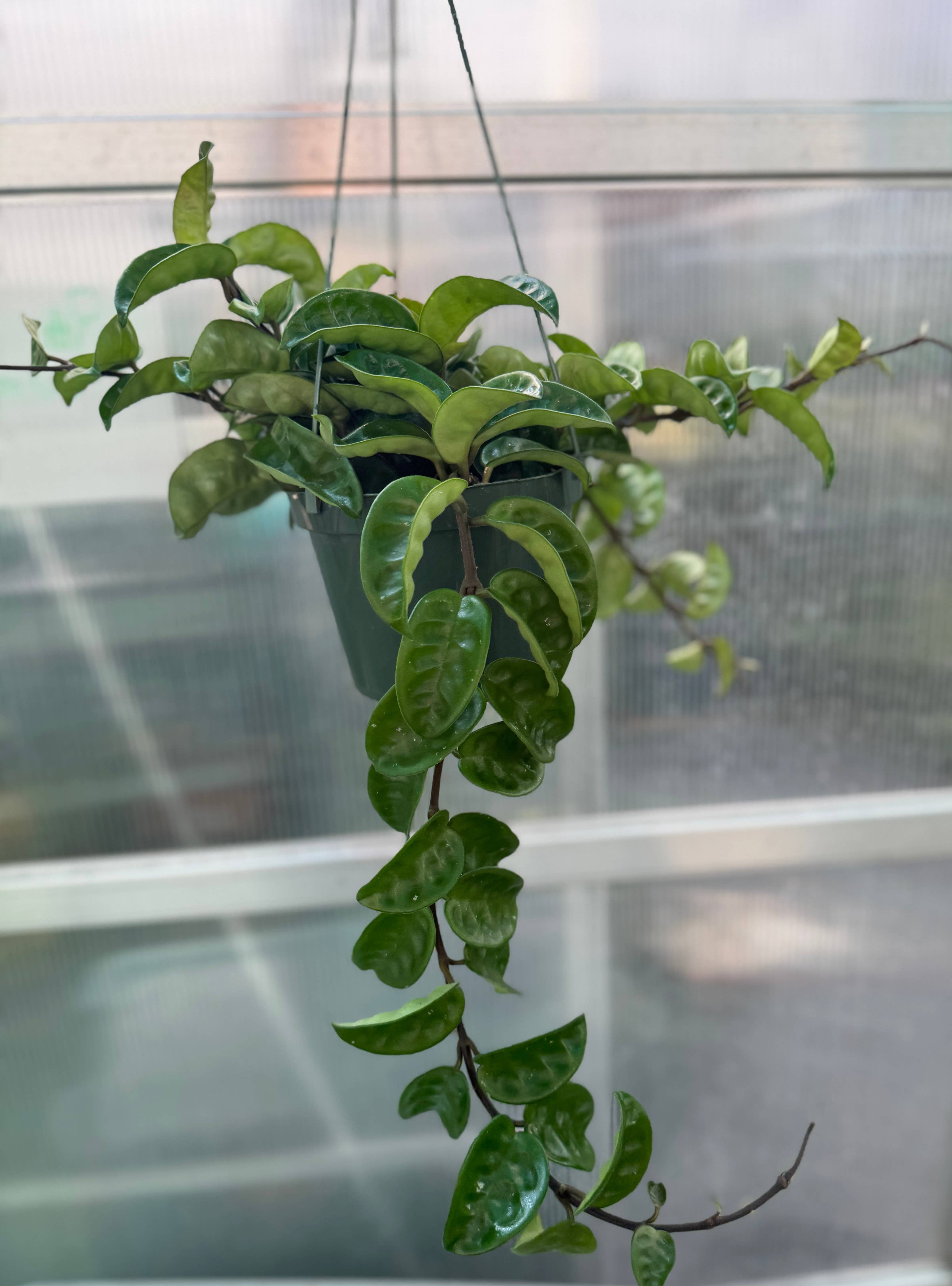Hoya Krinkle