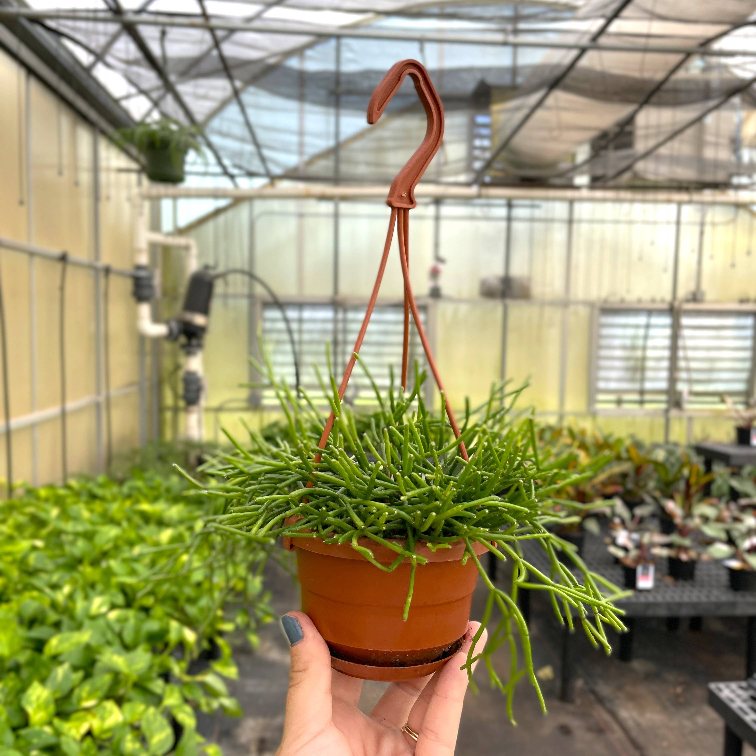 Rhipsalis Cactus Hanging Pot - 4" Live Plant