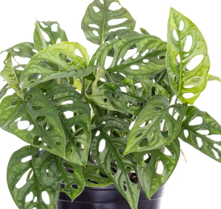 Monstera Adansonii