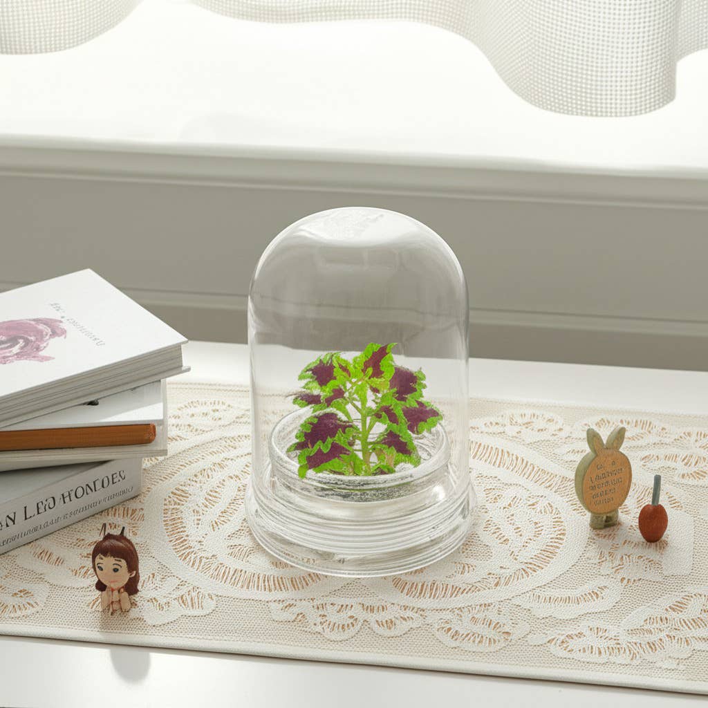 Coleus (Inky fingers), Floral Terrarium, Great Ornamental Live Plant