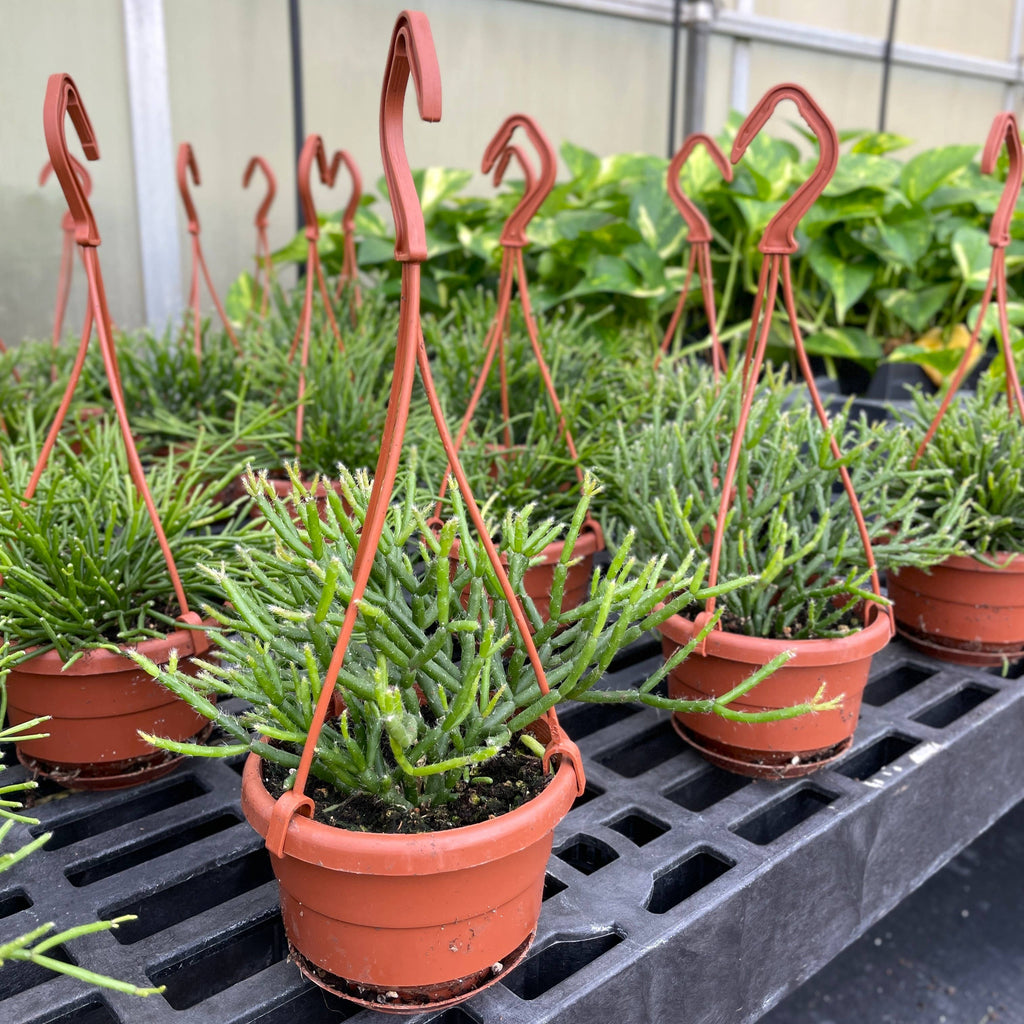 Rhipsalis Cactus Hanging Pot - 4" Live Plant