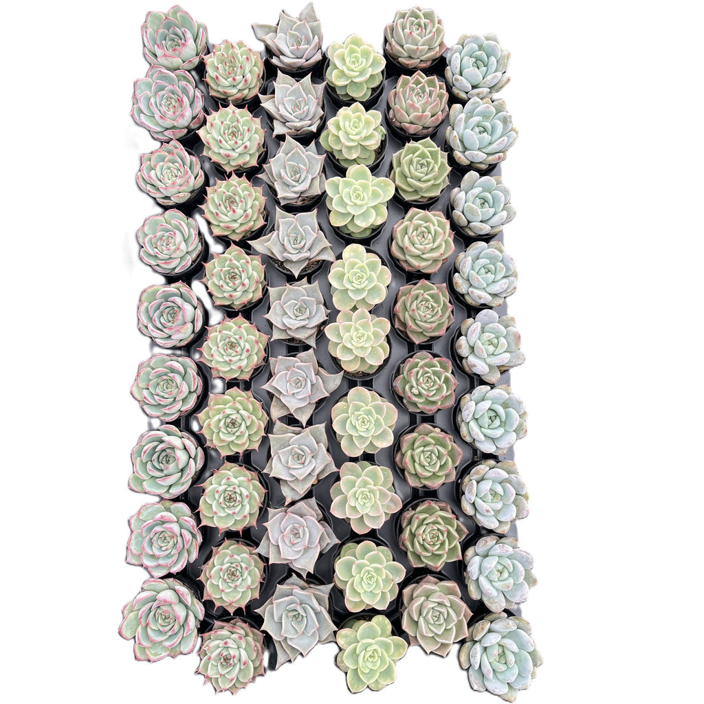 Assorted Rosettes Succulents Bulk 54 Tray - 2in Pot