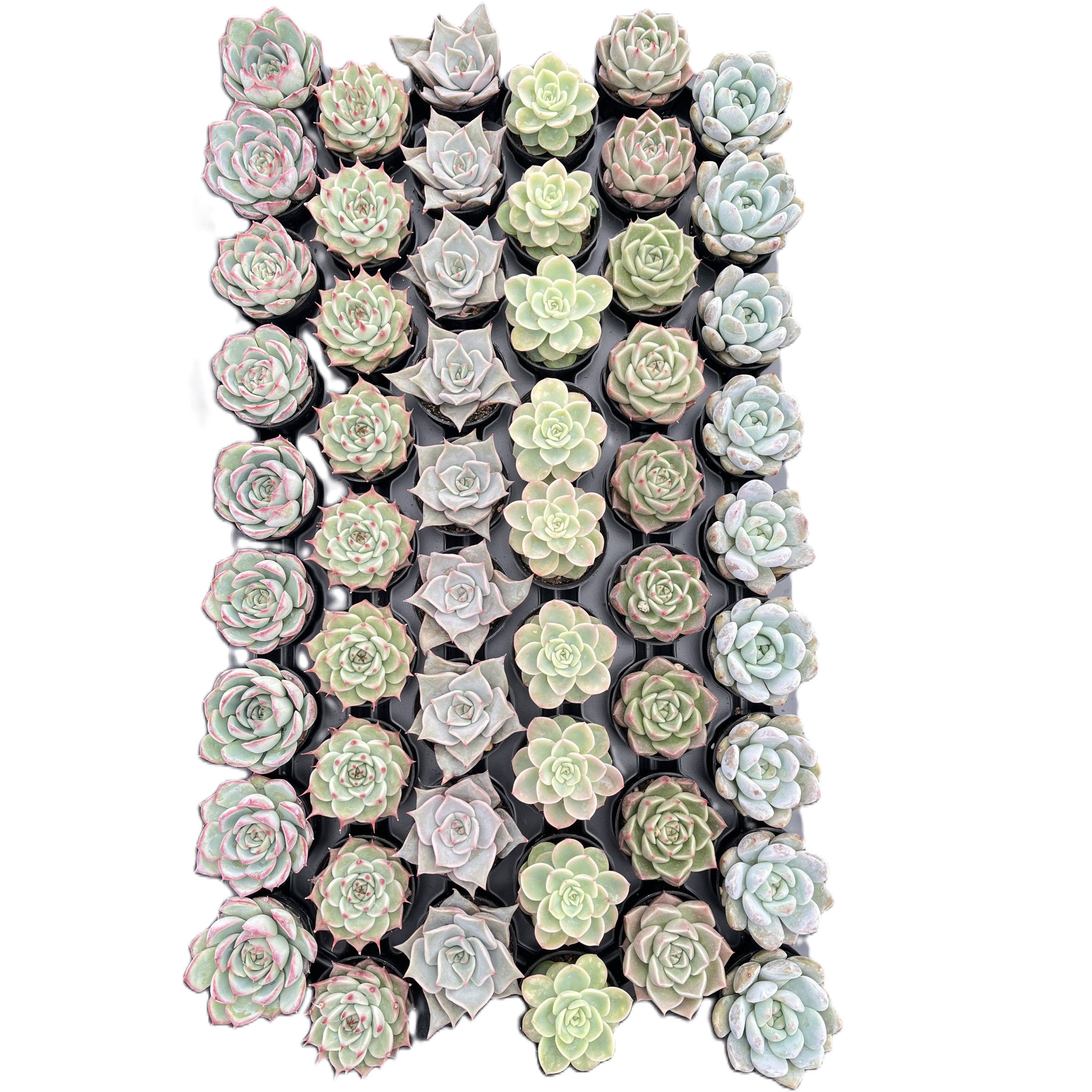 Assorted Rosettes Succulents Bulk 54 Tray - 2in Pot