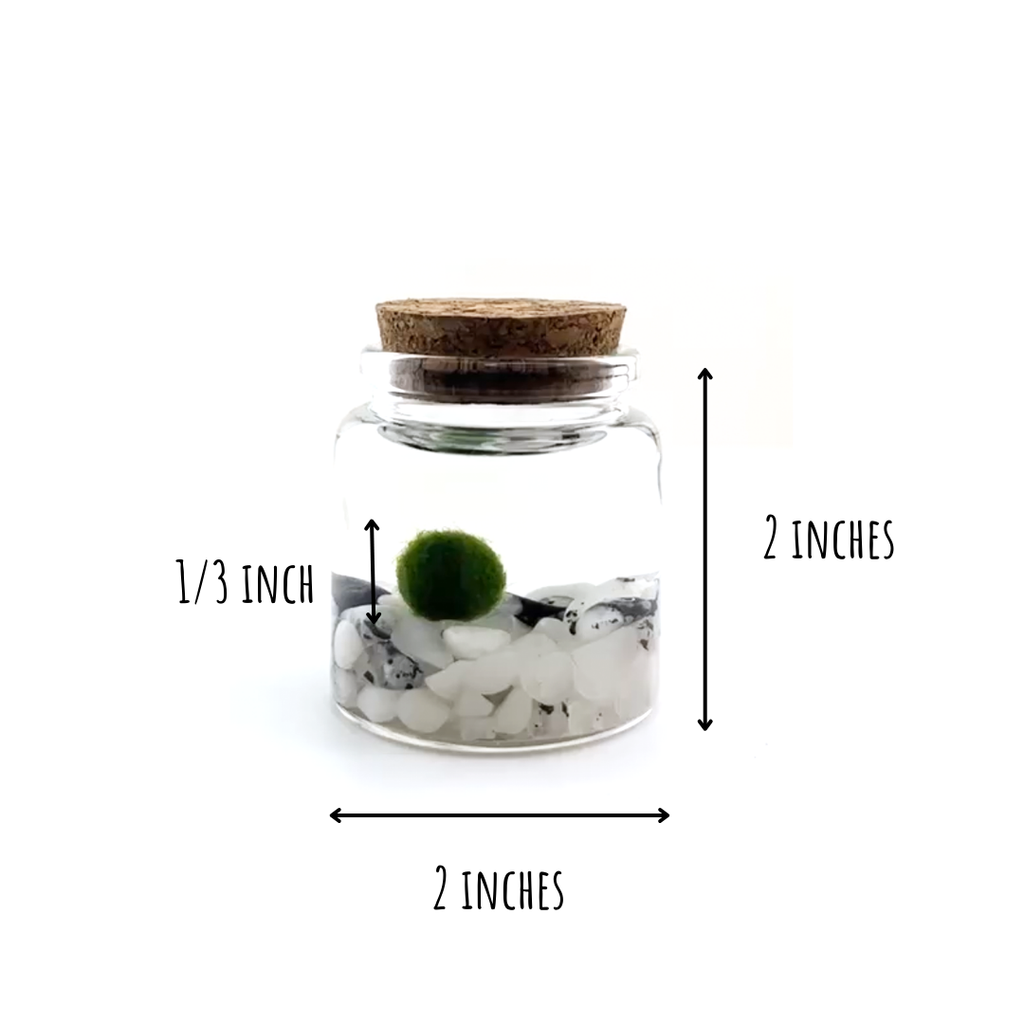 Small Marimo Moss Ball Terrarium with Moonstone Gemstones