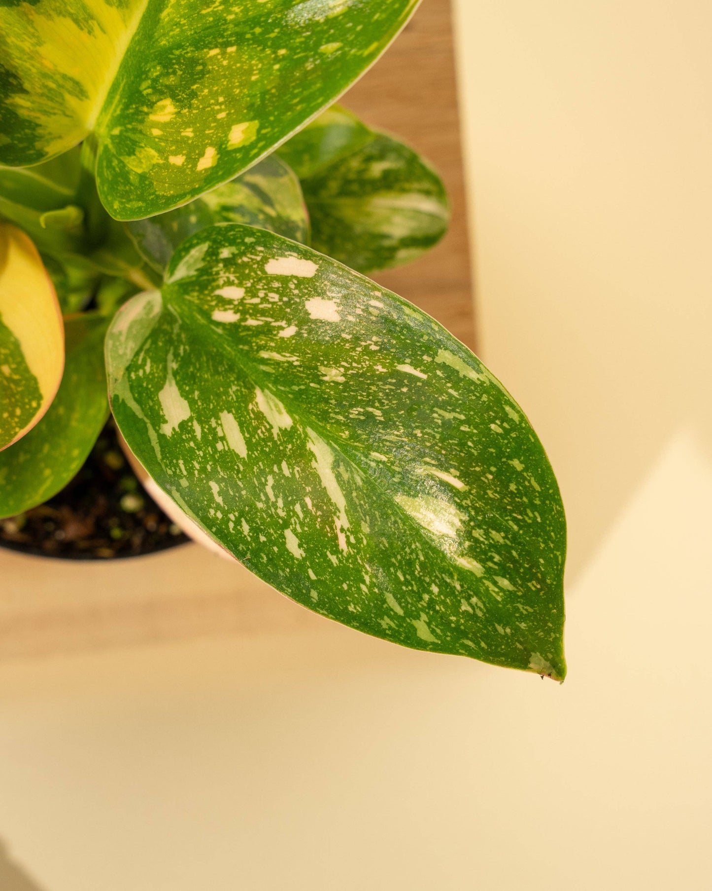 4" Variegated Philodendron Green Congo 'Copper Flame'