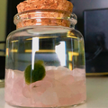 Small Marimo Moss Ball Terrarium with Rose Quartz Gemstones